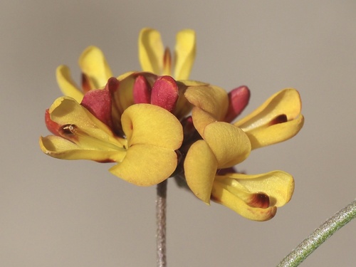 wire bird's-foot trefoil (Lotus nuttallianus)