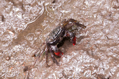 Parasesarma guttatum