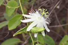 Passiflora pectinata