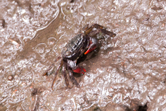 Parasesarma guttatum