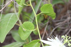 Passiflora pectinata