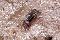 Parasesarma guttatum