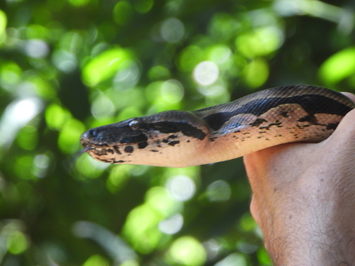 Madagascar Ground Boa