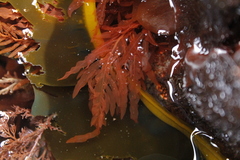 Cumathamnion decipiens