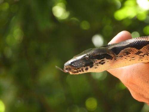 Madagascar Ground Boa