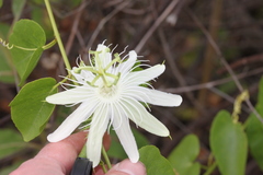 Passiflora pectinata
