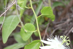 Passiflora pectinata