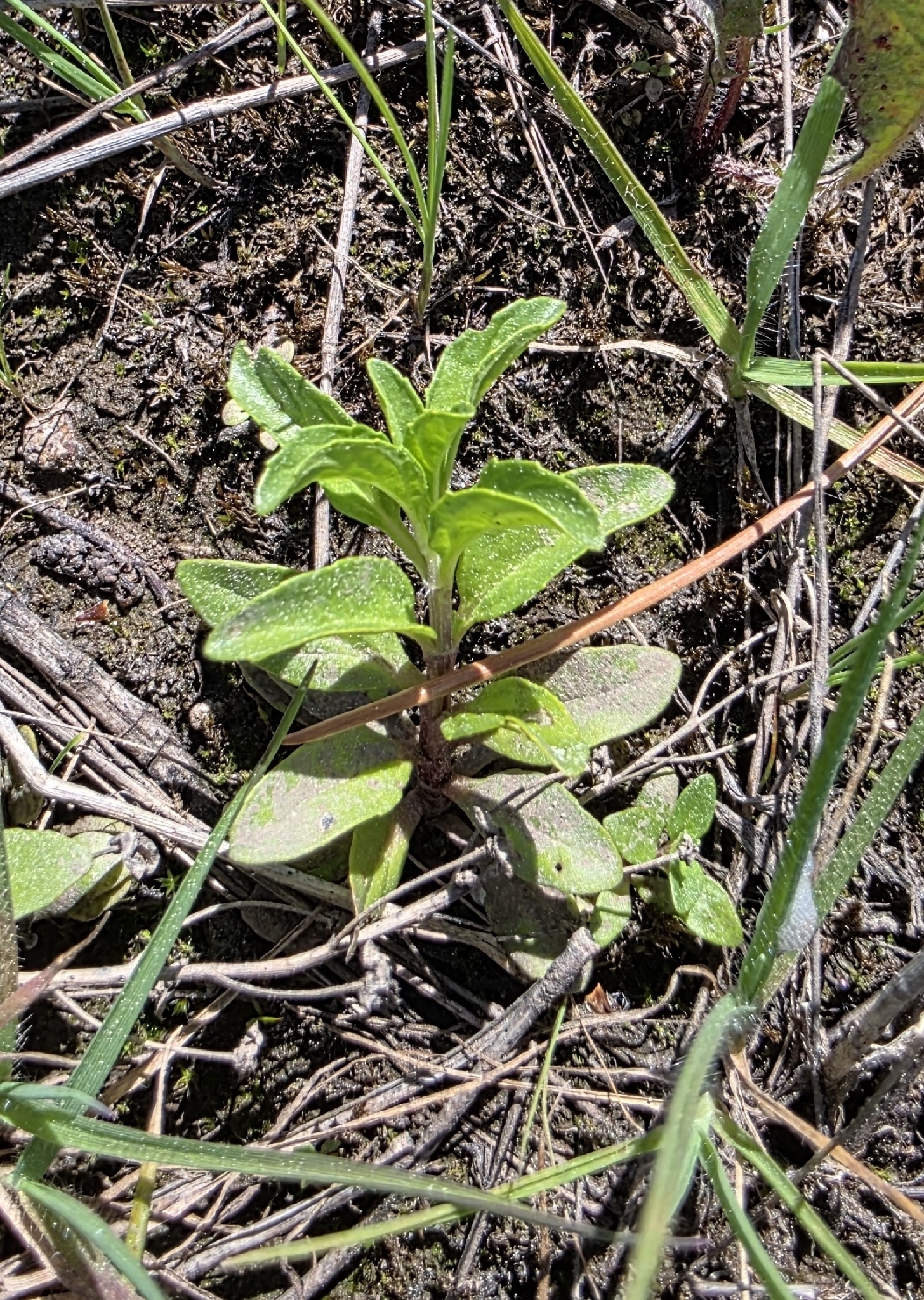 Pennyroyal (Mentha pulegium)