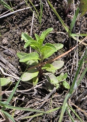 Menthe Pouliot (Mentha pulegium)