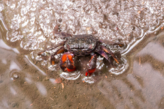 Parasesarma guttatum