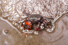 Parasesarma guttatum