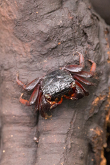 Parasesarma guttatum