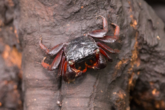 Parasesarma guttatum