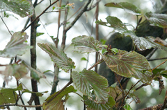 Viburnum furcatum