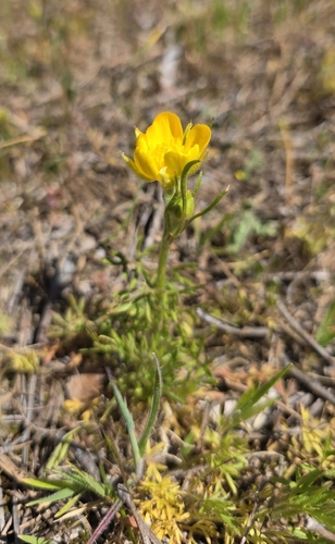 Jersey Buttercup (Ranunculus paludosus)