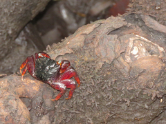 Parasesarma guttatum