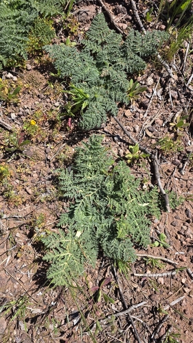 villous deadly carrot (Thapsia villosa)