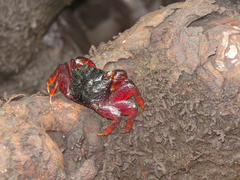 Parasesarma guttatum