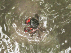 Parasesarma guttatum