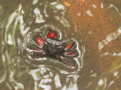 Parasesarma guttatum