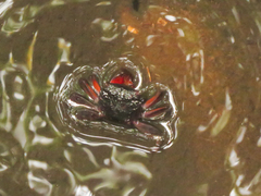 Parasesarma guttatum