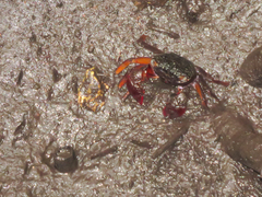 Parasesarma guttatum