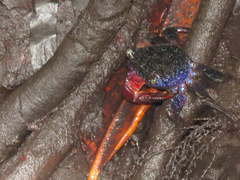 Parasesarma