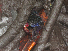 Parasesarma