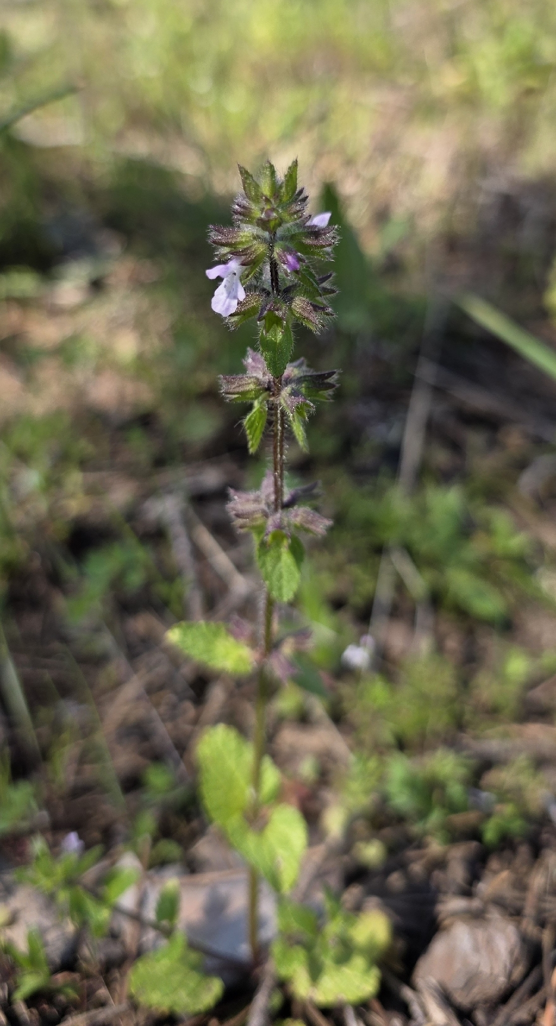 Staggerweed (Stachys arvensis)