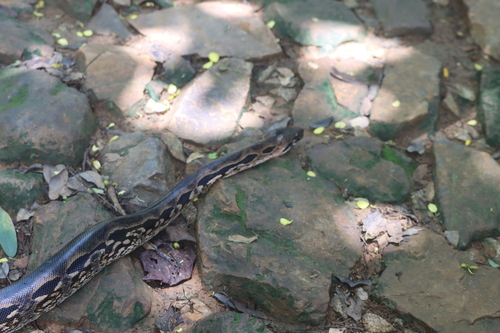 Madagascar Ground Boa