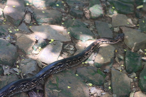 Madagascar Ground Boa