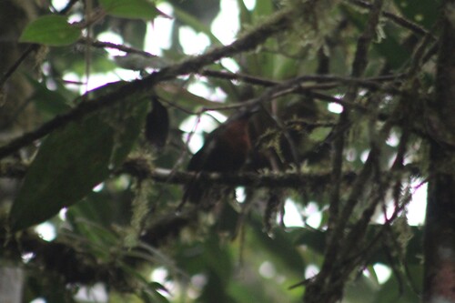 Northern Chestnut-breasted Wren (Cyphorhinus dichrous), photo 7