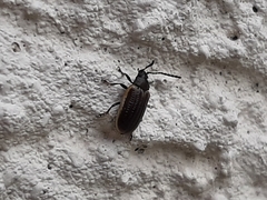 Microtheca ochroloma