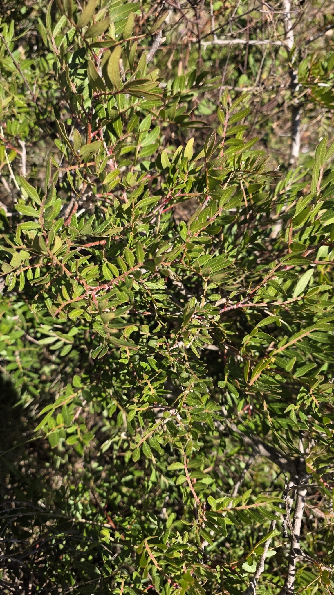 Mastic (Pistacia lentiscus)