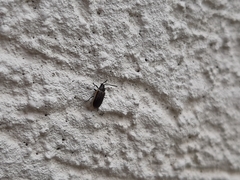 Microtheca ochroloma