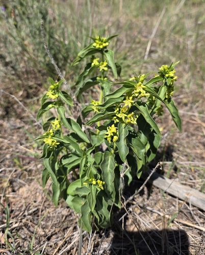 Swallow-wort (Vincetoxicum hirundinaria)