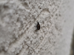 Microtheca ochroloma