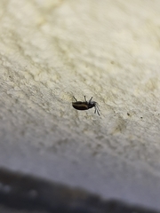 Microtheca ochroloma