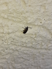 Microtheca ochroloma