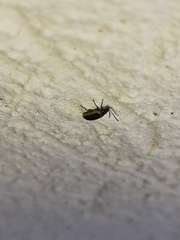 Microtheca ochroloma