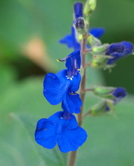 Salvia scutellarioides