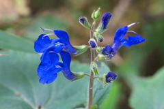 Salvia scutellarioides
