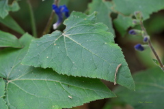 Salvia scutellarioides