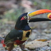 Fiery-billed Aracari - Photo (c) Rob Foster, some rights reserved (CC BY), uploaded by Rob Foster