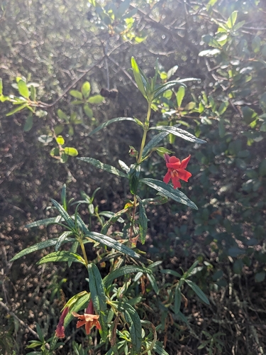 red bush monkeyflower (Diplacus puniceus)