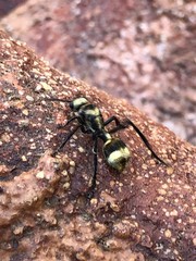 Dasymutilla paradoxa