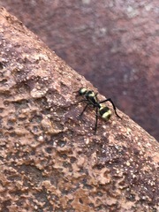 Dasymutilla paradoxa