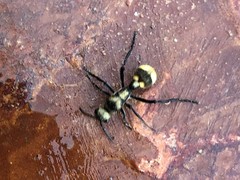 Dasymutilla paradoxa