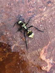 Dasymutilla paradoxa