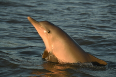Guiana Dolphin photo 3